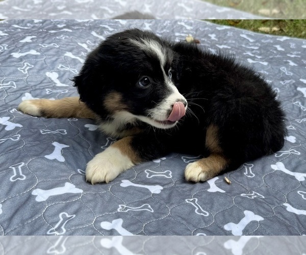 Medium Photo #108 Miniature Australian Shepherd Puppy For Sale in SALISBURY, NC, USA