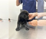 Small #11 Labrador Retriever