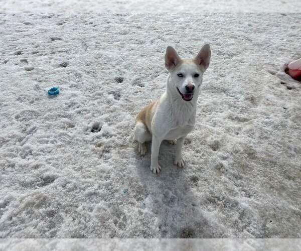 Medium Photo #3 Huskies -Unknown Mix Puppy For Sale in Calgary, Alberta, Canada