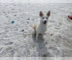 Mirabelle - Female Huskies -Unknown Mix Dog for Adoption - Photo #3