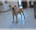 Small Labrador Retriever Mix