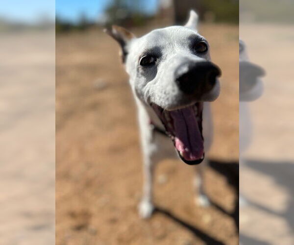 Medium Photo #8 Mutt Puppy For Sale in Queen Creek, AZ, USA