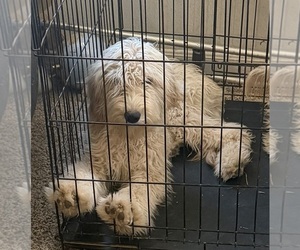 Goldendoodle Puppy for sale in DENTON, TX, USA