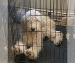 Litter of 3 - Male GoldendoodleLitter of Puppies for Sale - Small photo