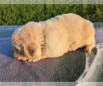 Small Photo #16 Golden Retriever Puppy For Sale in WOOSTER, OH, USA