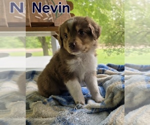 Miniature Australian Shepherd Puppy for sale in FREMONT, MI, USA