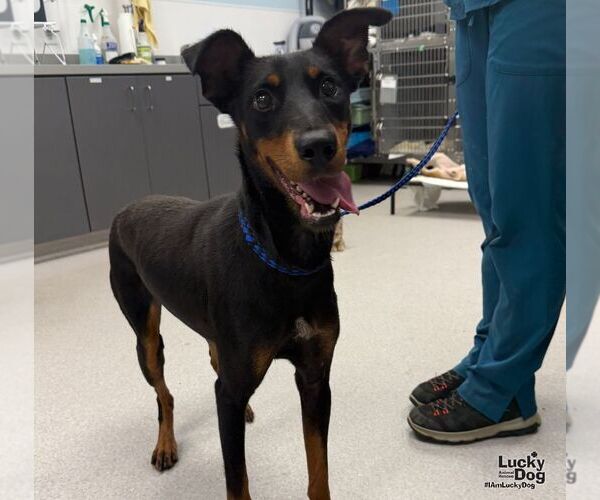 Medium Photo #3 Doberman Pinscher-Unknown Mix Puppy For Sale in Washington, DC, USA