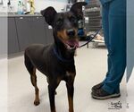 Small Photo #3 Doberman Pinscher-Unknown Mix Puppy For Sale in Washington, DC, USA