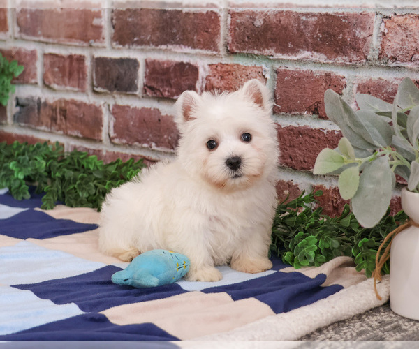 Medium Photo #4 West Highland White Terrier Puppy For Sale in SYRACUSE, IN, USA