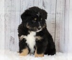 Small Photo #2 Miniature Australian Shepherd Puppy For Sale in FREDERICKSBG, OH, USA