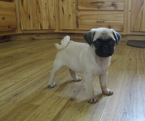 Pug Puppy for sale in MARYVILLE, MO, USA