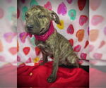 Small #2 Black Mouth Cur-Catahoula Leopard Dog Mix