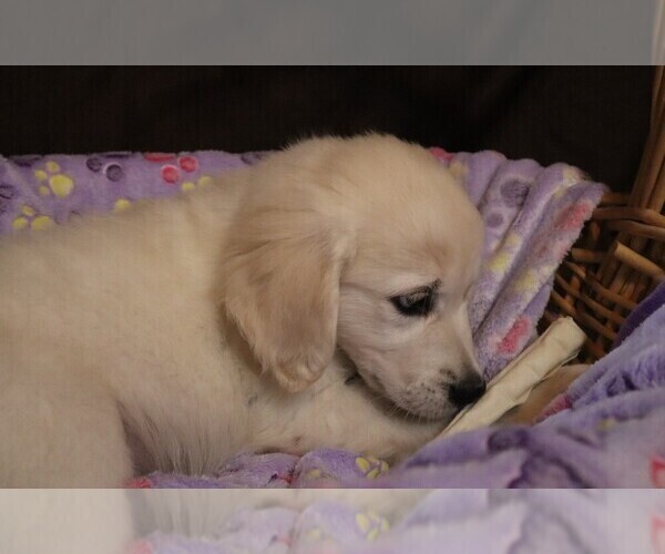 Medium Photo #5 English Cream Golden Retriever Puppy For Sale in LANCASTER, WI, USA