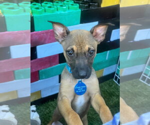Black Mouth Cur-Dachshund Mix Dogs for adoption in Royal Palm Beach, FL, USA