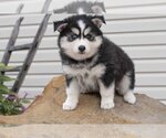 Small #1 Pomsky