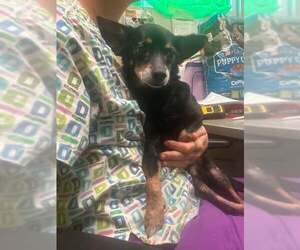 Chihuahua Dogs for adoption in Stratham, NH, USA