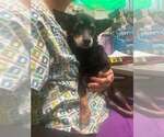 Small Chihuahua