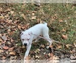 Small Photo #12 American Bulldog Puppy For Sale in WALDORF, MD, USA