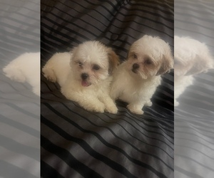 ShihPoo Puppy for sale in DETROIT, MI, USA