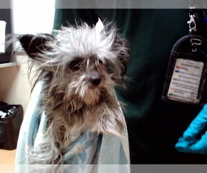 Mutt Dogs for adoption in Martinez, CA, USA