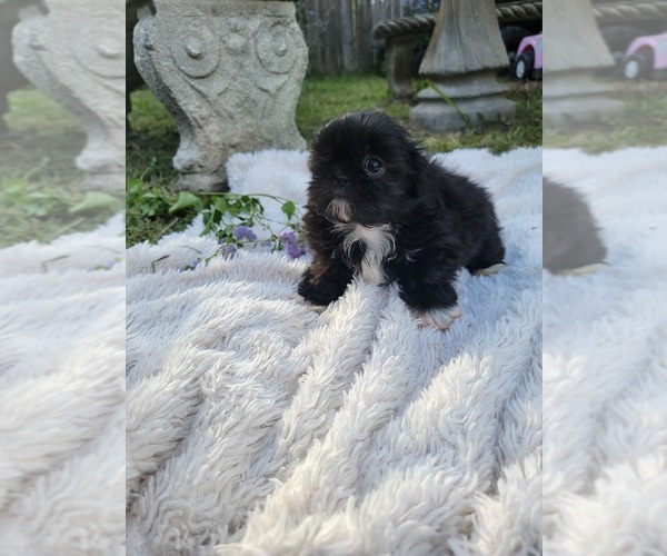 Medium Photo #16 Shih Tzu Puppy For Sale in BRANDON, FL, USA