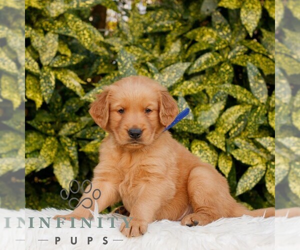Medium Photo #1 Golden Retriever Puppy For Sale in NEW HOLLAND, PA, USA