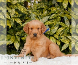 Golden Retriever Puppy for sale in NEW HOLLAND, PA, USA
