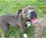 Small #1 American Pit Bull Terrier Mix
