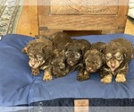 Puppy 5 Labradoodle