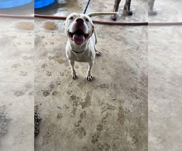Medium Photo #6 Mutt Puppy For Sale in Abbeville, LA, USA