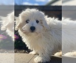 Small #3 Coton de Tulear