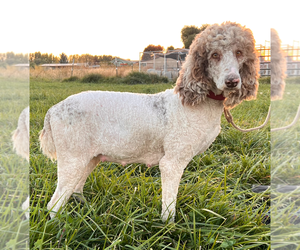 Mother of the Aussiedoodle puppies born on 01/14/2025