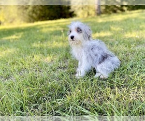 Aussiedoodle Miniature  Puppy for sale in COLLEGE STATION, TX, USA