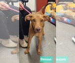 Small #2 Rhodesian Ridgeback Mix