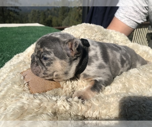 Medium Photo #30 French Bulldog Puppy For Sale in PLACERVILLE, CA, USA