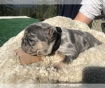 Small Photo #30 French Bulldog Puppy For Sale in PLACERVILLE, CA, USA