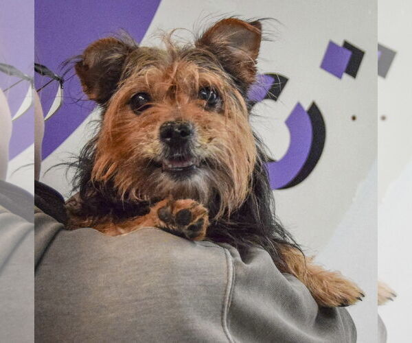 Medium Photo #3 Brussels Griffon-Unknown Mix Puppy For Sale in Huntley, IL, USA