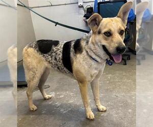 German Shepherd Dog-Unknown Mix Dogs for adoption in Camarillo, CA, USA