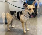 Small German Shepherd Dog Mix