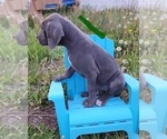 Small Photo #33 Great Dane Puppy For Sale in OGDEN, UT, USA