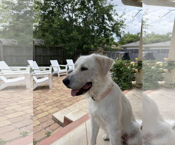 Medium Photo #4 Great Pyrenees Puppy For Sale in Spring, TX, USA