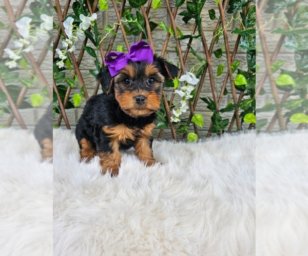 Medium Photo #2 Yorkshire Terrier Puppy For Sale in INDIANAPOLIS, IN, USA
