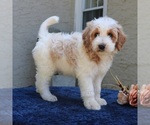 Small Goldendoodle