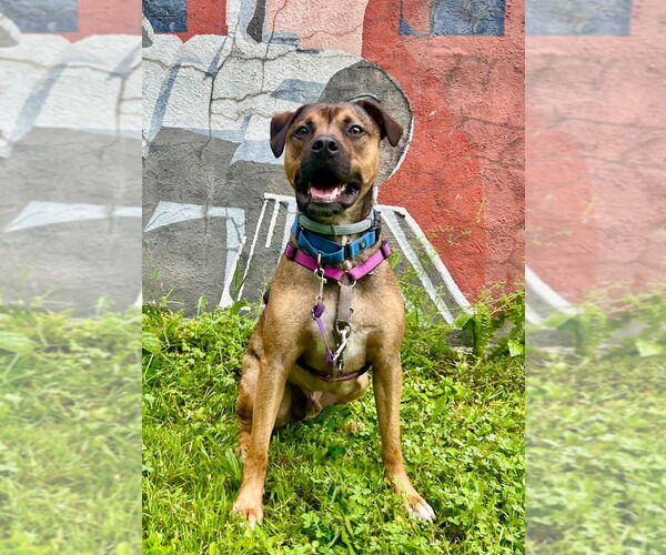 Medium Photo #16 American Pit Bull Terrier-Unknown Mix Puppy For Sale in Gloversville, NY, USA