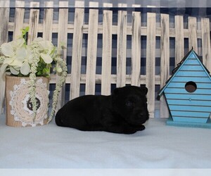 Scottish Terrier Puppy for Sale in CHANUTE, Kansas USA