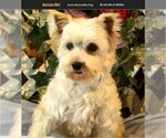 Small Photo #3 Maltese Puppy For Sale in Bon Carbo, CO, USA