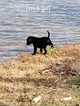 Small Photo #7 Labrador Retriever Puppy For Sale in HARTVILLE, MO, USA