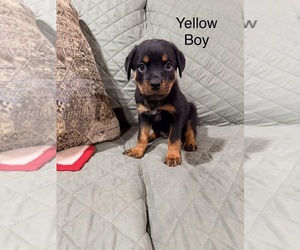 Rottweiler Puppy for sale in DANVILLE, IL, USA
