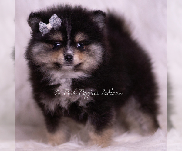 Medium Photo #9 Pomeranian Puppy For Sale in WARSAW, IN, USA