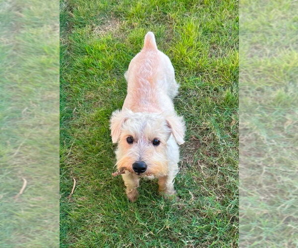 Medium Photo #3 Miniature Schnauzer-Norfolk Terrier Mix Puppy For Sale in FRAMINGHAM, MA, USA